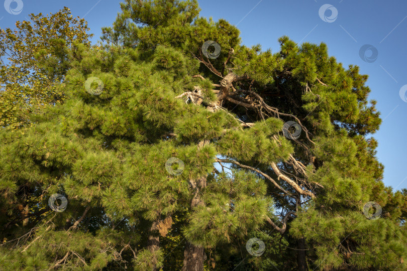 Скачать Старая пицундская сосна "Pinus brutia pityusa" на набережной Геленджика. фотосток Ozero