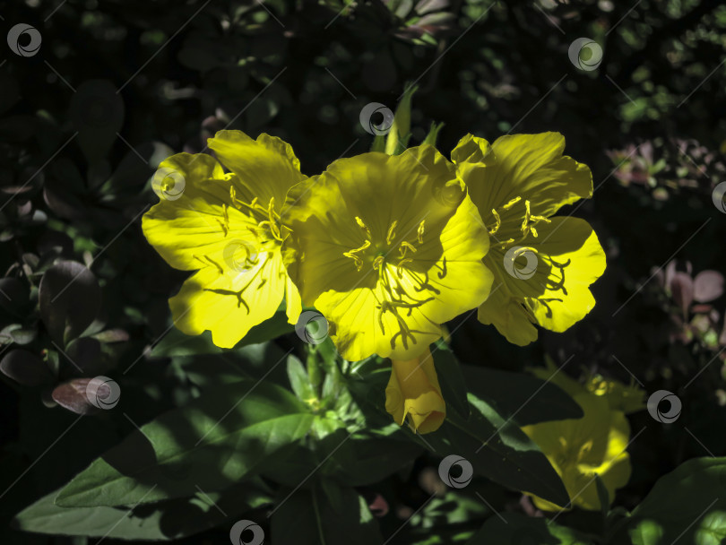 Скачать Ярко-желтая примула вечерняя (Oenothera biennis) на фоне темно-зеленых и фиолетовых садовых растений. Солнечные лучи падают на желтые лепестки примулы. фотосток Ozero
