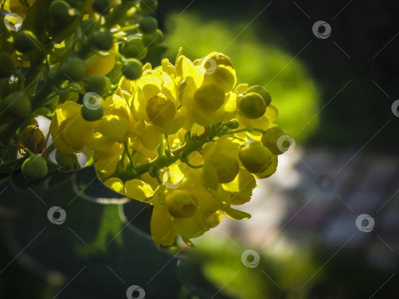 Скачать Ярко-желтая окраска цветков Mahonia Aquifolium на фоне темно-зеленого растения. Селективный фокус. фотосток Ozero