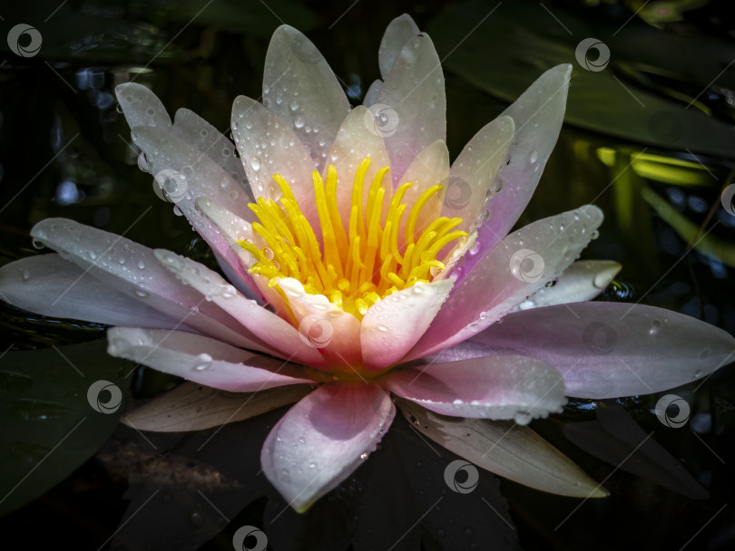 Скачать Розовая водяная лилия 'Marliacea Rosea' в красивом пруду фотосток Ozero