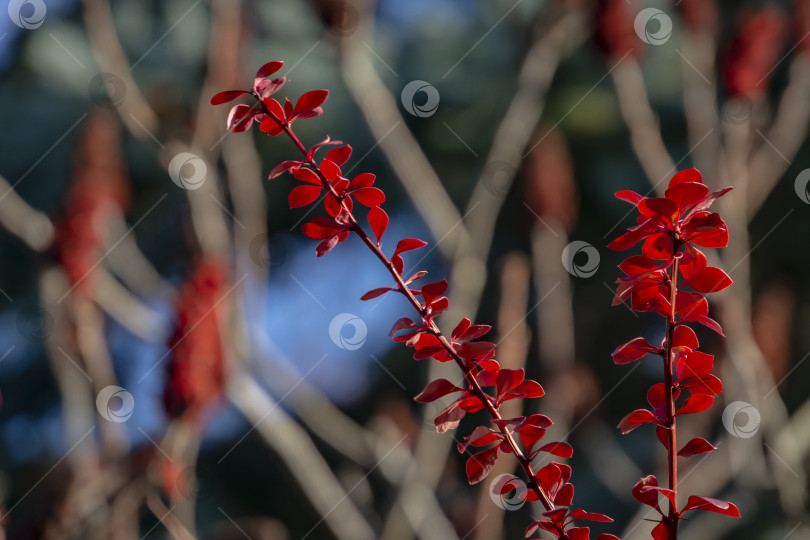 Скачать Осенние красные листья барбариса на размытом фоне сумаха Rhus typhina. Выборочный фокус. . фотосток Ozero