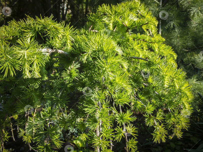 Скачать Ярко-зеленые пушистые ветви лиственницы Larix decidua Pendula в лучах солнца. Атмосфера восторга и свежести летнего дня. фотосток Ozero