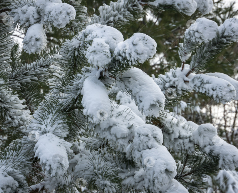Скачать Крупный план белых красивых ветвей японской сосны Pinus parviflora Glauca, покрытых белым пушистым снегом. Выборочный фокус. Концепция природы для волшебной тематики Нового года и Рождества фотосток Ozero