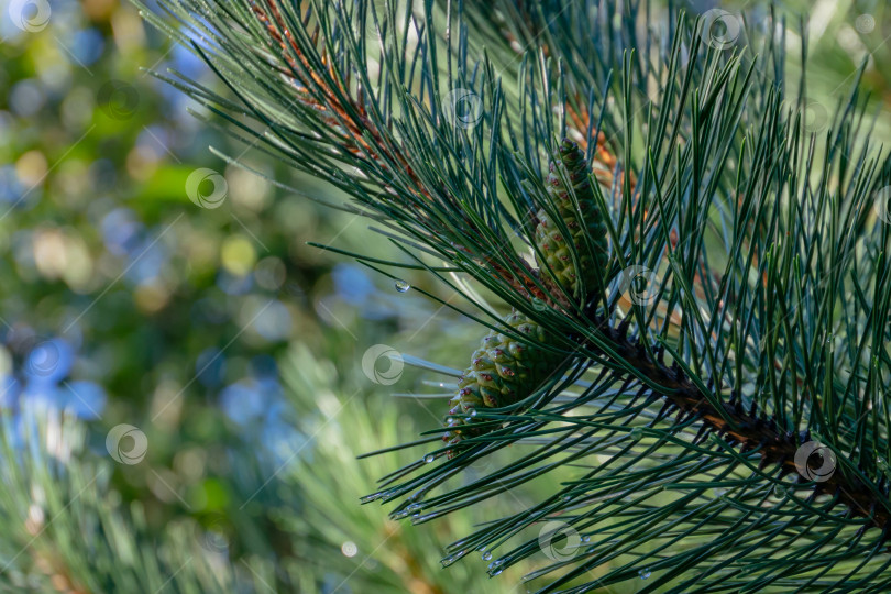 Скачать Молодые шишки на Pinus nigra, австрийской или черной сосне. Красивые длинные иголки и эффект боке. Место для вашего текста фотосток Ozero