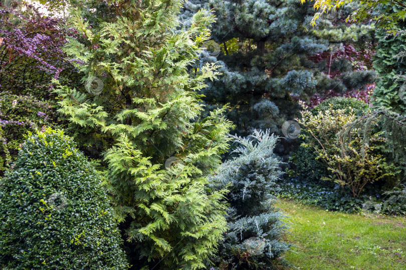 Скачать Спокойный пейзаж вечнозеленого сада: самшит Buxus sempervirens, туя западная Aurea, можжевельник чешуйчатый Blue carpet, сосна обыкновенная Glauca. фотосток Ozero