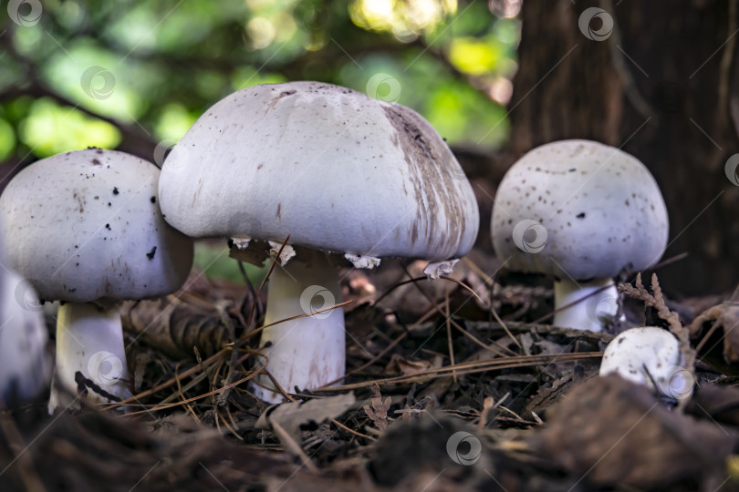 Скачать Эти ядовитые грибы Agaricus Xanthodermus похожи на настоящие шампиньоны. фотосток Ozero