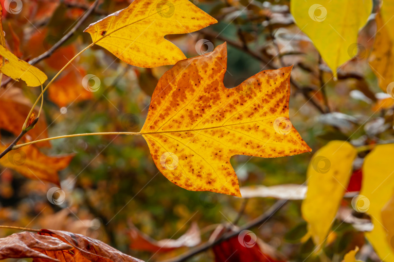 Скачать Золотистые и желтые листья тюльпанного дерева Liriodendron tulipifera в мягком фокусе. фотосток Ozero