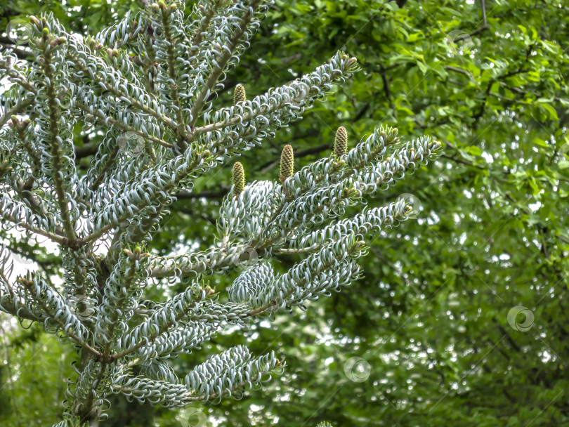 Скачать Крупный план ели Abies koreana от Silverwack с шишками. Красивый зеленый задний фон и эффект боке от вечнозеленых садовых растений. фотосток Ozero