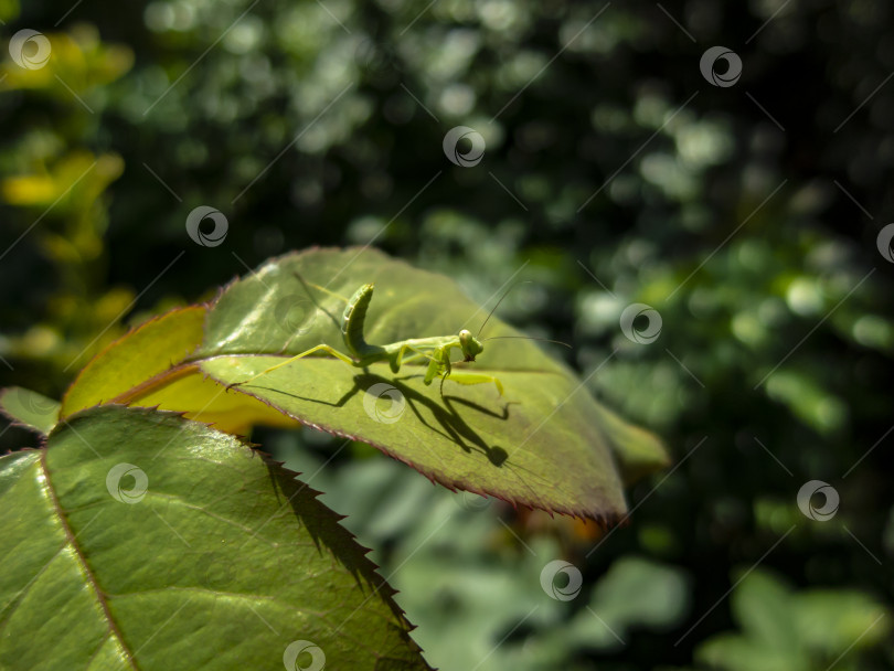 Скачать Маленький богомол-лилли из семейства Sphondromantis viridis смотрит в камеру, сидя на большом листе розы. Макросъемка в естественной среде обитания фотосток Ozero