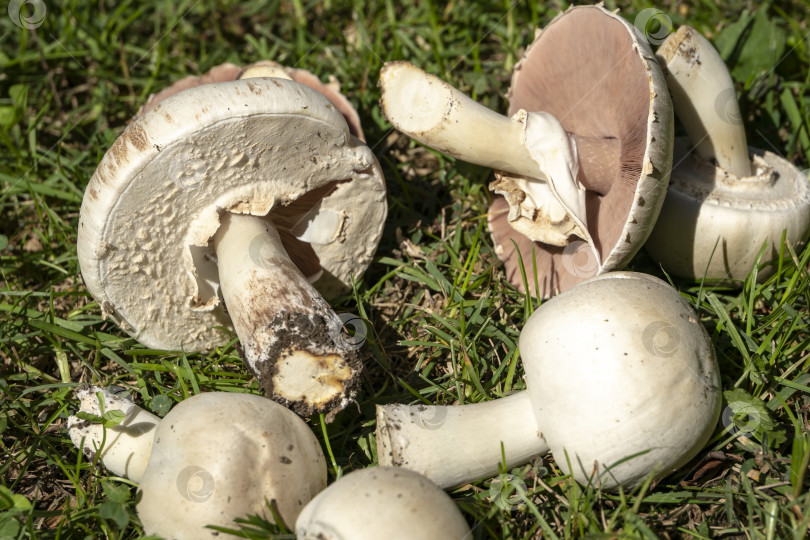 Скачать Очень красивые ядовитые грибы Agaricus Xanthodermus лежат на зеленой траве фотосток Ozero