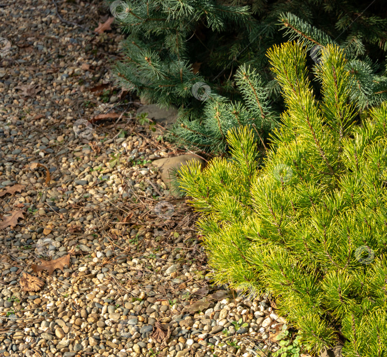 Скачать Золотистый сорт карликовой горной сосны Pinus mugo Ophir с красивой зеленой и золотистой хвоей в сочетании с елью и сосной на берегу из мелкой яркой гальки. фотосток Ozero
