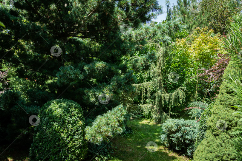 Скачать Вечнозеленый ландшафт сада: Pinus parviflora Glauca, Juniperus communis Horstmann и squamata Blue carpet, Berberis thunbergii Atropurpurea, Picea glauca Conica. фотосток Ozero