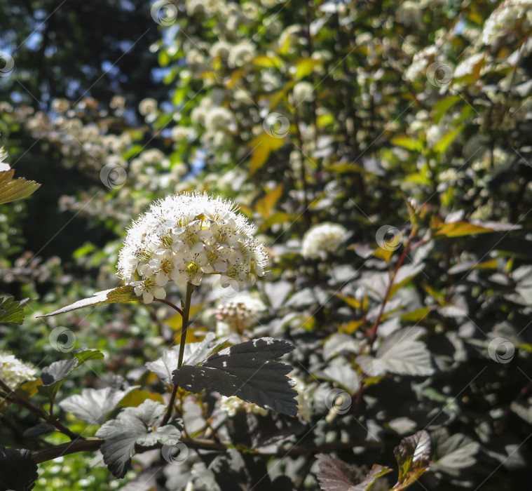 Скачать Крупный план белых цветов Physocarpus opulifolius diabolo или девятилистника с фиолетовыми листьями на темно-синем фоне. фотосток Ozero