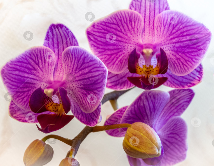 Скачать Мягкий акцент из трех ярко-фиолетовых мини-орхидей Sogo Vivien flowers. фотосток Ozero
