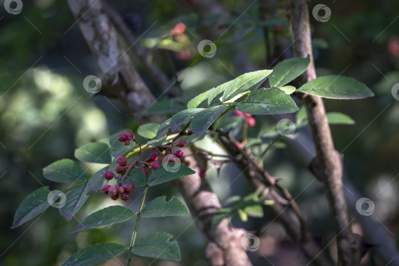 Скачать Колючий ствол дерева Zanthoxylum americanum, ясеня колючего. Крупный план при естественном солнечном освещении. фотосток Ozero