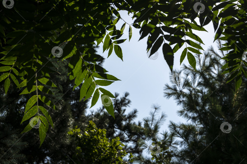 Скачать Темно-зеленые листья "Rhus typhina" слева и размытые ветви сосны на фоне голубого неба под землей. Все это при естественном солнечном свете. фотосток Ozero