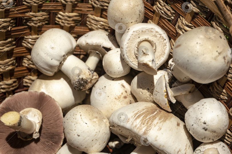 Скачать В корзинке лежат очень красивые ядовитые грибы Agaricus Xanthodermus. фотосток Ozero