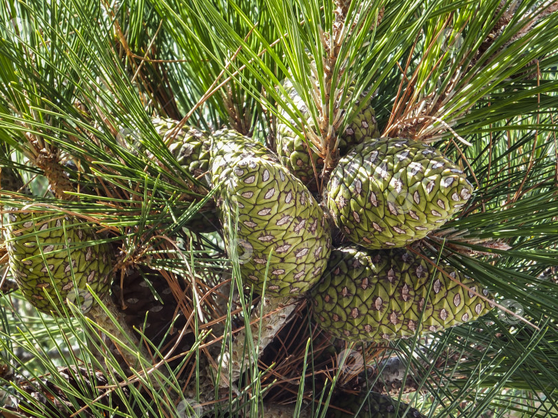 Скачать Красивые молодые зеленые шишки на ветке сосны Станкевича (Pinus brutia stankewiczii) с очень длинными иголками. Pinus brutia var. станкевича - эндемик Крыма фотосток Ozero