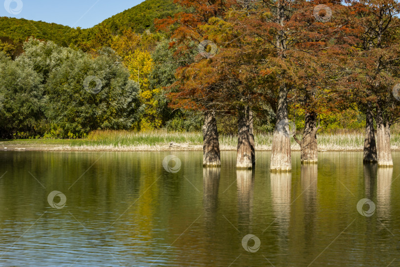 Скачать Осенью проявляется волшебство болотного кипариса Taxodium distichum. Красные и оранжевые иглы кипариса отражаются в озере бирюзового цвета. фотосток Ozero