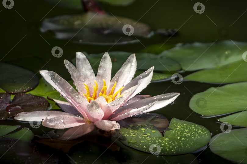 Скачать Прекрасная водяная лилия Marliacea Rosea с нежными розовыми лепестками в пруду на фоне зеленых листьев. Все они покрыты каплями воды или росы. фотосток Ozero