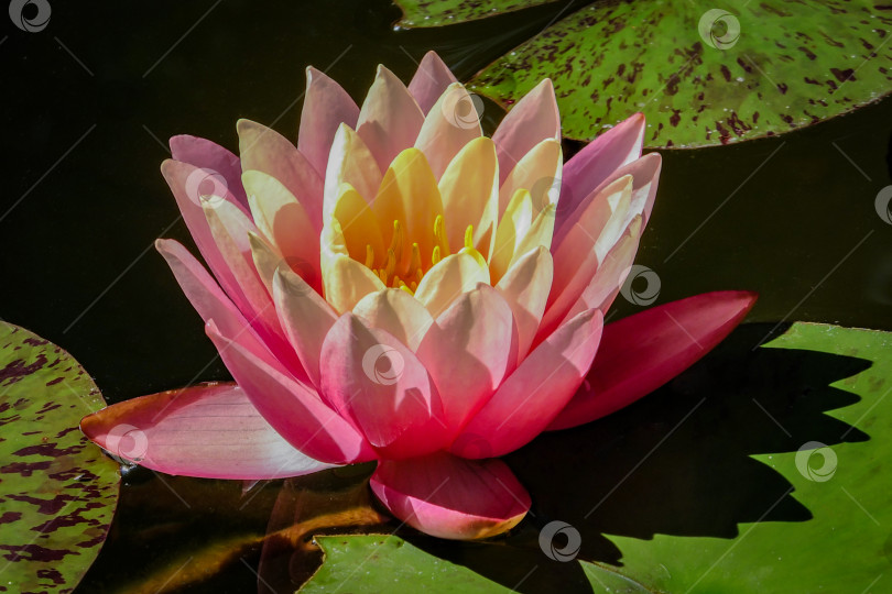 Скачать Розовая водяная лилия или цветок лотоса в пруду. Нимфея Перрис на фоне оранжевого заката с зелеными листьями. фотосток Ozero
