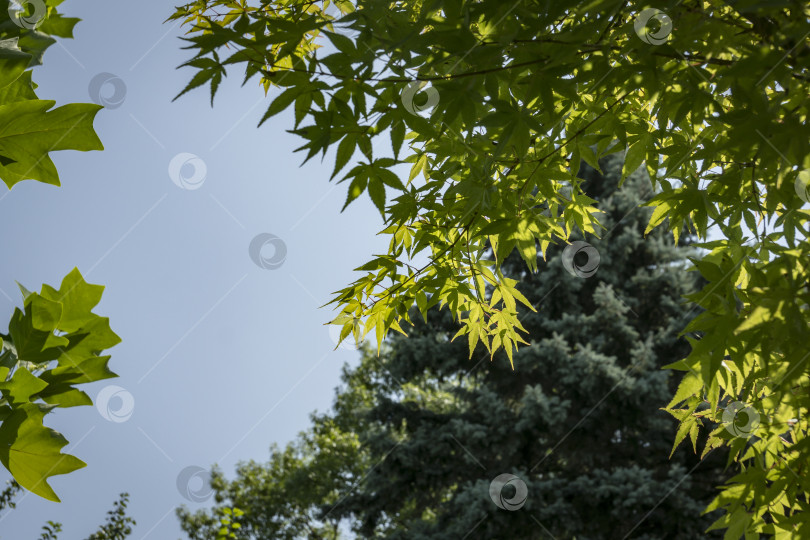 Скачать Темно-зеленые листья клена Acer Palmatum на фоне голубого неба и другие размытые зеленые растения на заднем плане. фотосток Ozero
