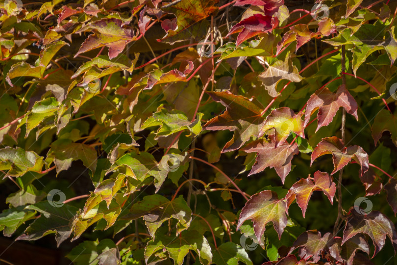 Скачать Крупный план листьев Parthenocissus tricuspidata 'Veitchii' или бостонского плюща, свисающих со стены здания, как шаль, в качестве естественного фона. фотосток Ozero