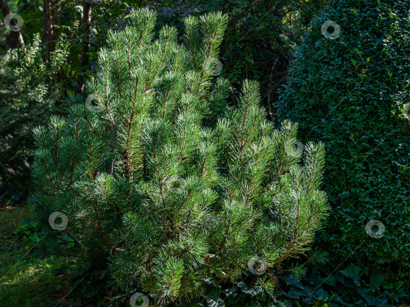 Скачать Горная сосна Pinus mugo Pumilio. Маленькая и пушистая. Справа от сосны вечнозеленый самшит Buxus sempervirens фотосток Ozero