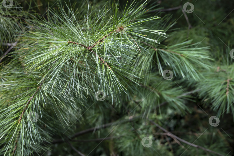 Скачать Макросъемка хвои Pinus strobus в фокусе на зеленом фоне. Оригинальная текстура натуральной зелени. фотосток Ozero