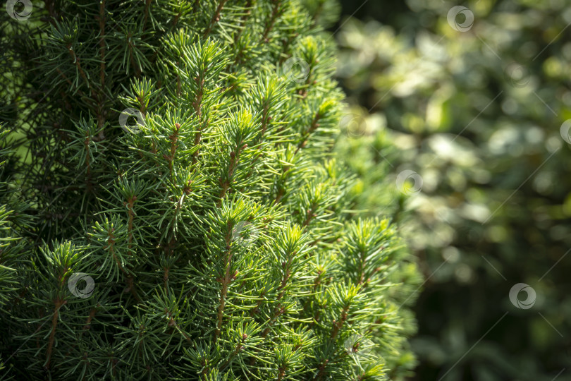Скачать Ярко-зеленые короткие иголки канадской ели Picea glauca Conica слева и размытый фон сада справа. фотосток Ozero