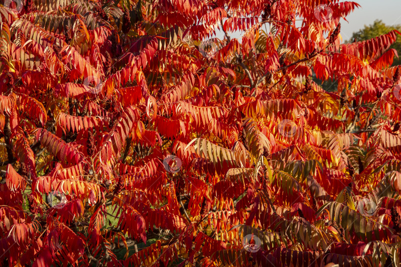 Скачать Осенние краски Rhus typhina (сумаха рогатого, Anacardiaceae). Красные, оранжевые, желтые и зеленые листья сумаха. фотосток Ozero