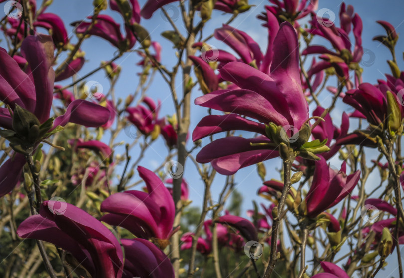 Скачать Множество крупных розовых цветов и бутонов магнолии Сьюзен (Magnolia liliiflora x Magnolia stellata) в ясный солнечный день. Выборочный фокус. фотосток Ozero
