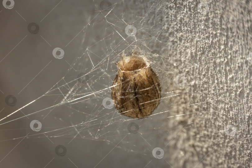 Скачать Кокон или яйцевод паука-осы Argiope Bruenichii. Дневной свет фотосток Ozero