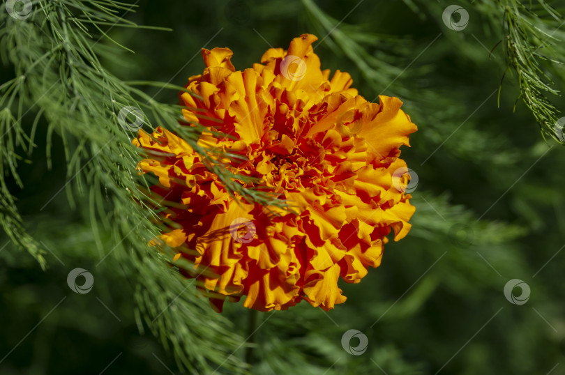 Скачать Крупный план оранжевых цветков календулы прямостоячей (Tagetes erecta, мексиканской, ацтекской или африканской календулы) на зеленом размытом фоне летних растений. фотосток Ozero