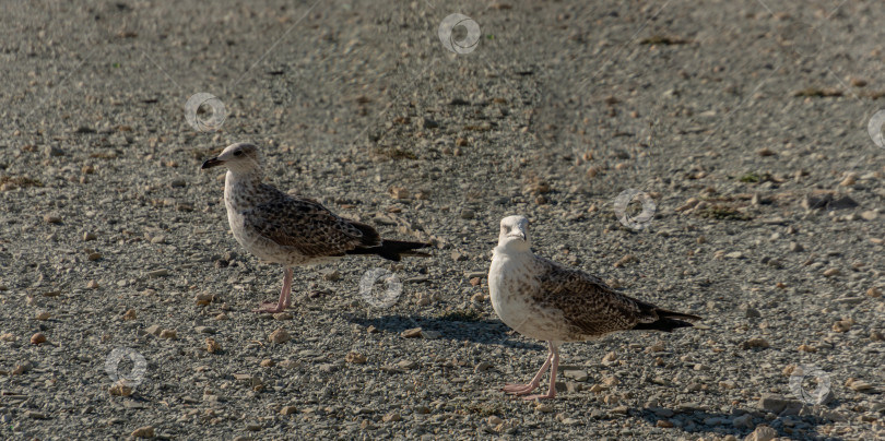 Скачать Две молодые чайки Larus marinus прогуливаются на закате по берегу из мелкой серой гальки. фотосток Ozero