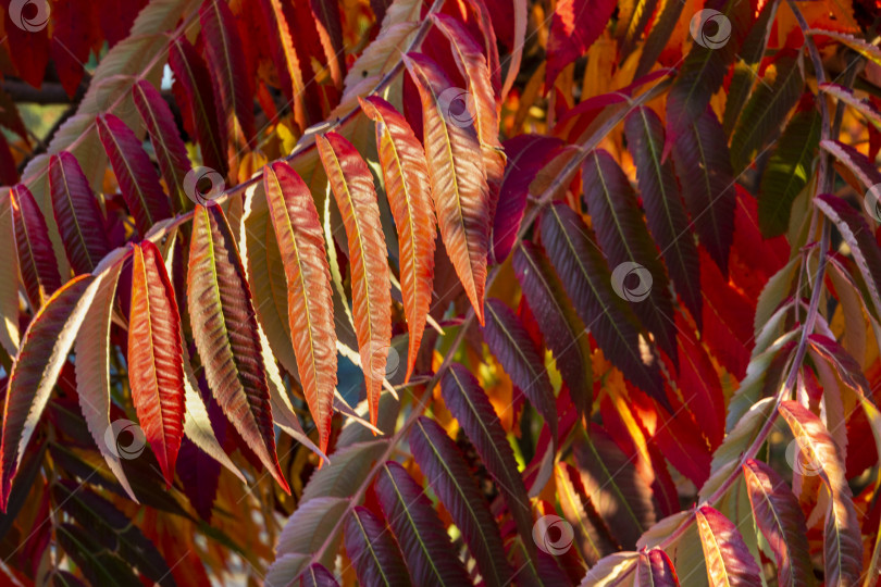 Скачать Осенние краски Rhus typhina (сумаха рогатого, Anacardiaceae). Красные, оранжевые, желтые и зеленые листья сумаха. фотосток Ozero