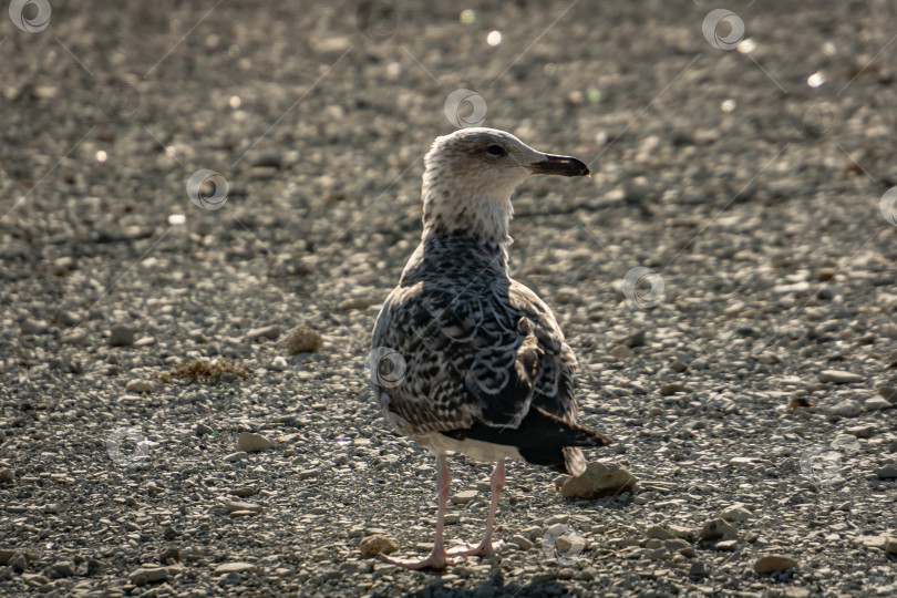 Скачать Молодая чайка Larus marinus стоит на пляже из серой морской гальки. Солнечный осенний день. фотосток Ozero