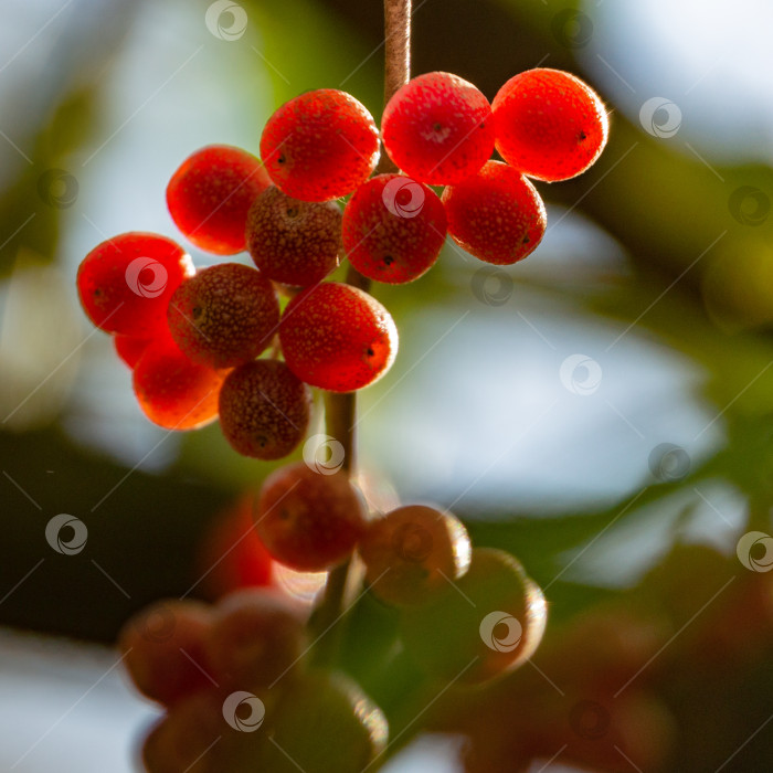 Скачать Красные плоды Elaeagnus umbellata на размытом фоне зеленой листвы дерева или кустарника. фотосток Ozero