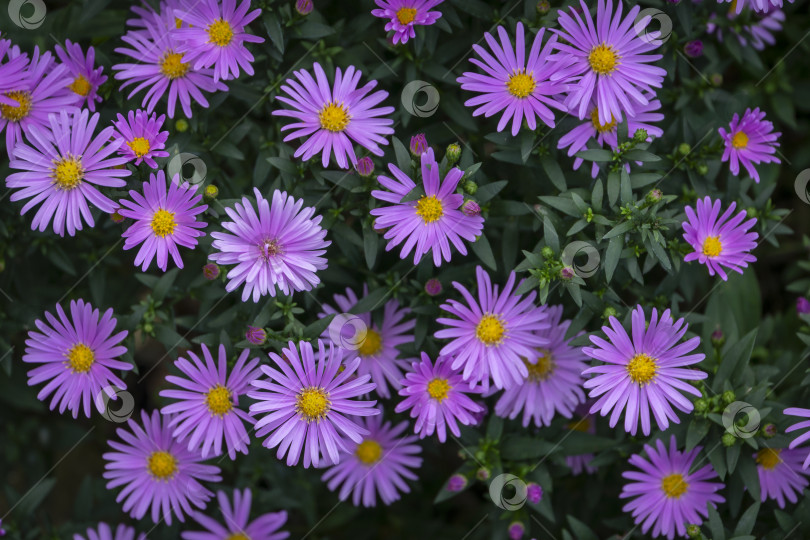 Скачать Цветущая астра Symphyotrichum dumosum Rosenwichtel. фотосток Ozero
