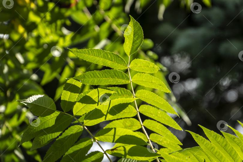 Скачать Красивые резные зеленые листья Rhus typhina (сумаха оленьего, Anacardiaceae) при естественном солнечном свете. фотосток Ozero