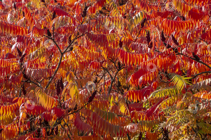 Скачать Осенние краски Rhus typhina (сумаха рогатого, Anacardiaceae). Красные, оранжевые, желтые и зеленые листья сумаха. фотосток Ozero