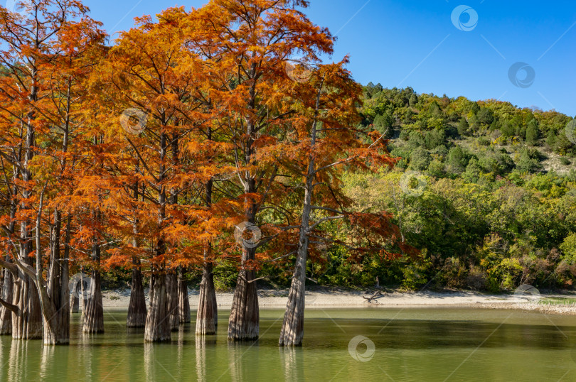 Скачать Великолепная осенняя красно-оранжевая хвоя группы кипарисов Taxodium distichum на озере Сукко недалеко от города Анапа. Раз в год озеро становится волшебным. фотосток Ozero
