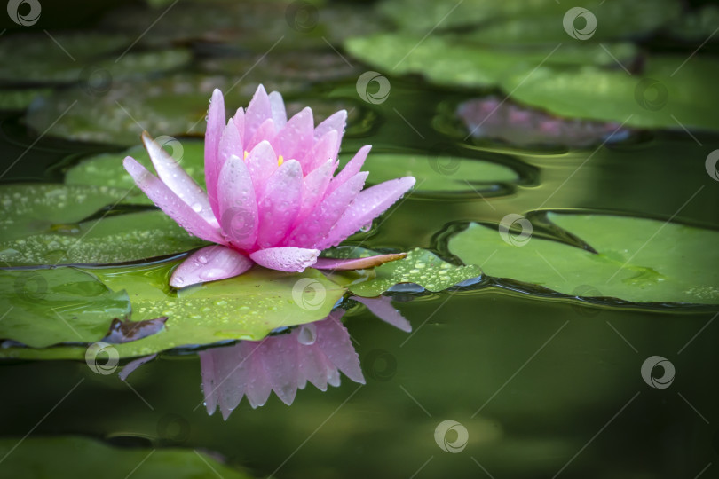 Скачать Красивая розовая водяная лилия или цветок лотоса Marliacea Rosea. Нимфея отражается в воде. Мягкий размытый фон из темных листьев старого пруда. фотосток Ozero