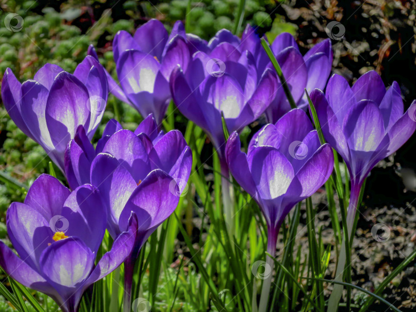 Скачать Мягкий, изысканный аромат гигантского крокуса lot purple Ruby в солнечный весенний день. Концепция дизайна - природа фотосток Ozero