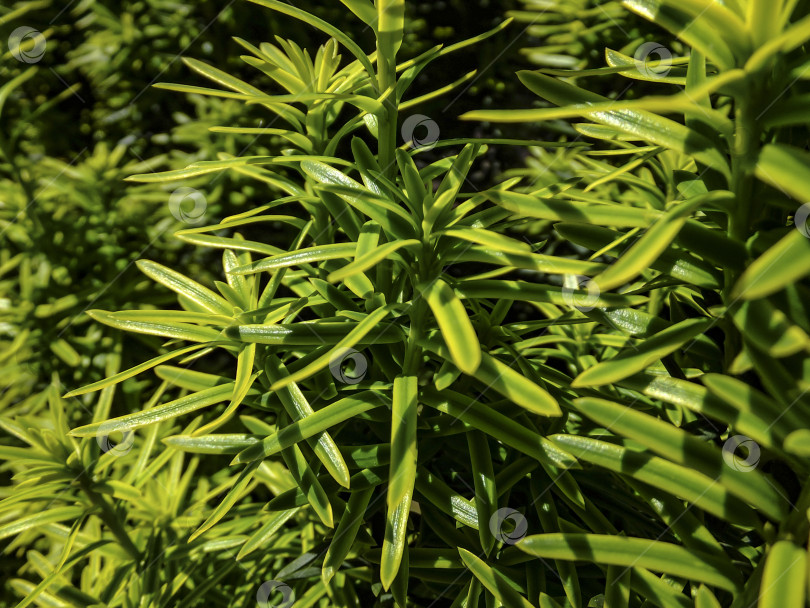Скачать Вертикальные темно-зеленые с желтыми полосками ветви тиса Taxus baccata Fastigiata Aurea на открытом воздухе. Селективный подход. фотосток Ozero