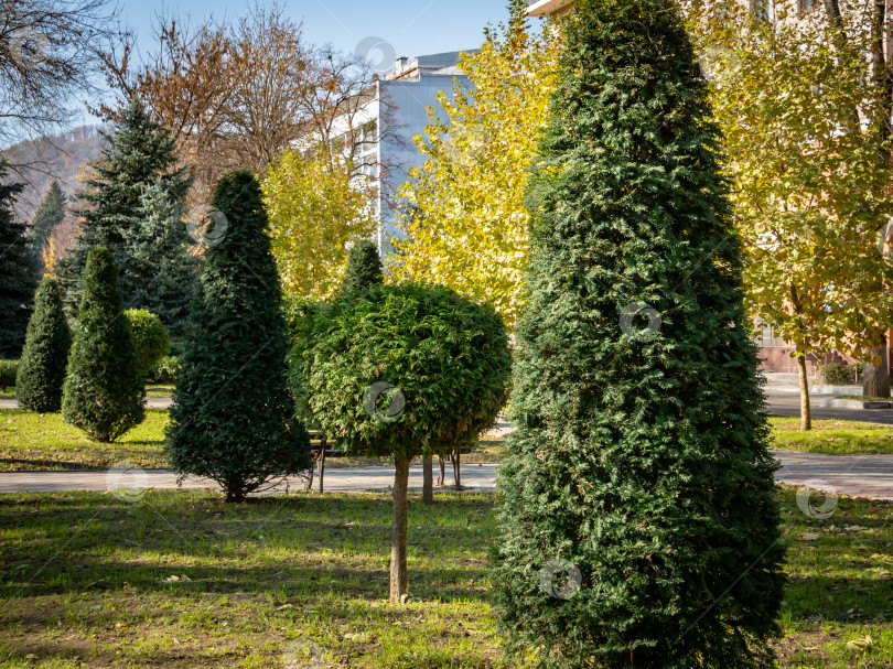 Скачать Топиарное искусство на улицах осеннего города. Сформированные вечнозеленые растения. Подстриженные туя, можжевельник и тис. Выборочный подход. фотосток Ozero