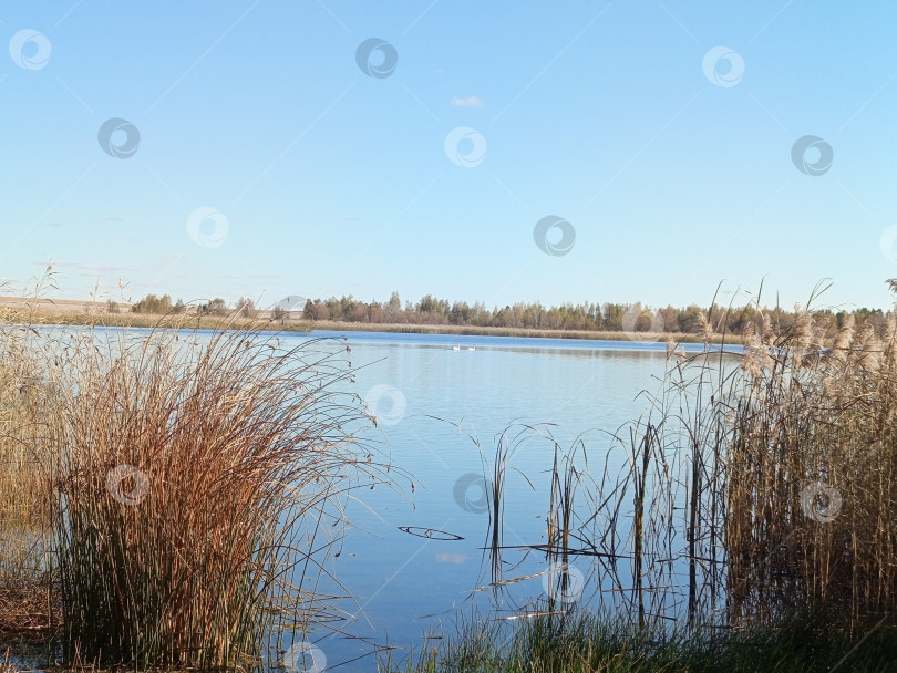 Скачать Камыши у реки с лебедями в осенний день. Южный Урал, Россия фотосток Ozero
