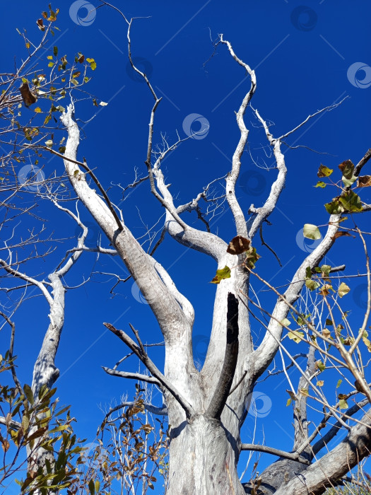 Скачать Сухое дерево на фоне ярко-синего неба. Южный Урал, Россия. фотосток Ozero