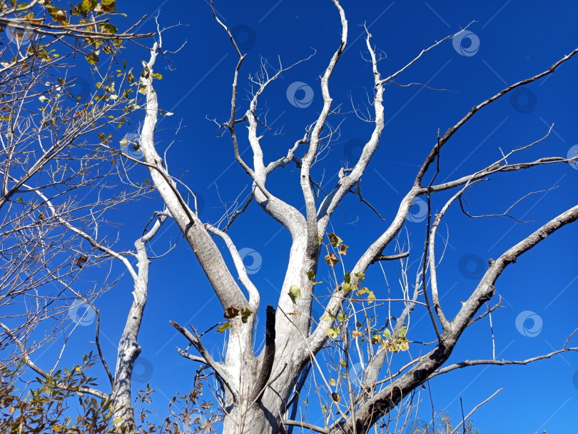 Скачать Дерево сухое белый ствол на фоне голубого неба. Южный Урал, Россия фотосток Ozero