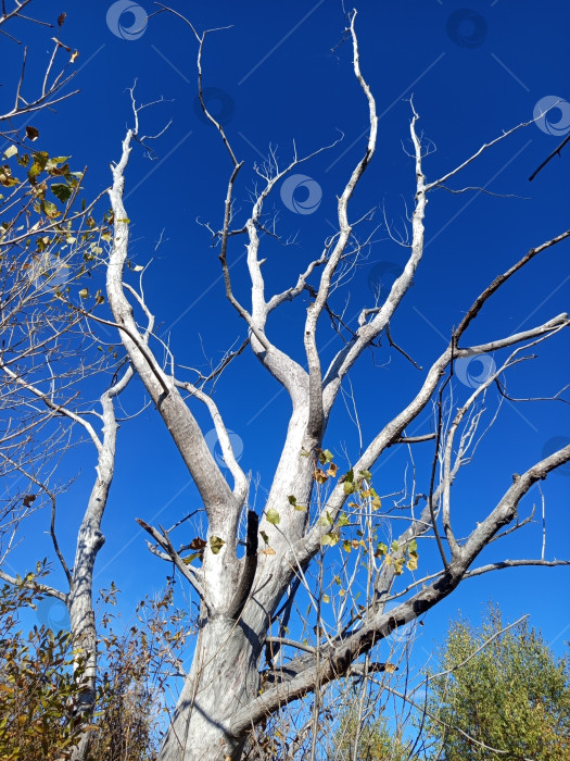 Скачать Дерево сухое белый ствол на фоне голубого неба. Южный Урал, Россия фотосток Ozero